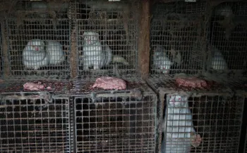 Several white mink confined in small, wire cages.