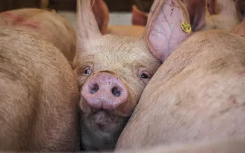 The image shows a close-up view of a group of pigs crowded together. At the center of the photo, one pig's face is prominently visible.