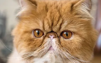 A close up of a red Persian cat