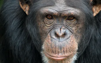 An up close view of Hannie, a chimpanzee, at Second Chance Chimpanzee Refuge.. 