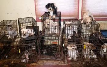 Dogs in stacked cages inside, in a home used as a puppy mill