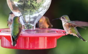 Hummingbirds at a feeder
