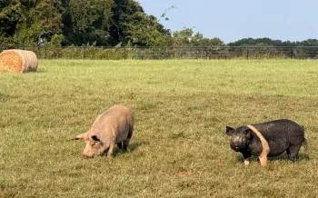 Two pigs enjoying a sunny day in an open field. 