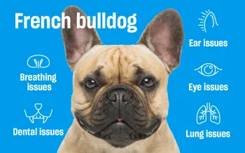 Close-up of a French bulldog with labeled callouts explaining common health issues related to its facial structure.
