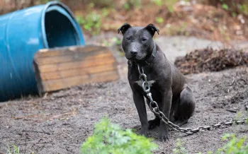 A black dog sits on muddy ground, attached to a heavy chain and collar.