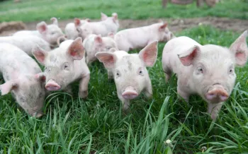 Group of piglets on a grassy field