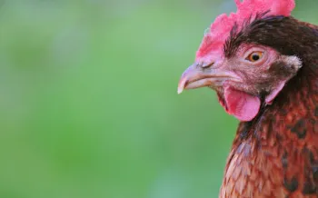 Hens at Farm Sanctuary