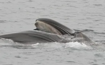 A Fin whale partially surfacing in the ocean
