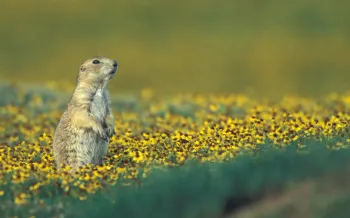 a small animal in a field of yellow flowers