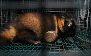 Photos from an investigation at a Finnish Fur Farm