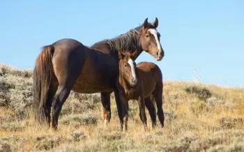  Two horses, one adult and one foal