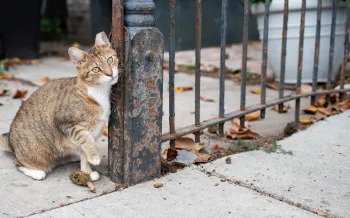 A cat standing on a concrete path rubbing its face against metal post.