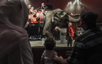 Circus scene where an elephant is carrying several children on its back in front of an audience.