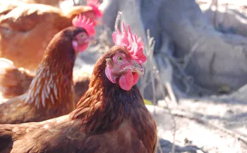 cage free hens