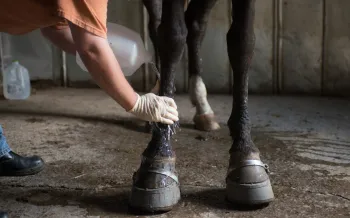 Person rubbing fluid on a horse's legs