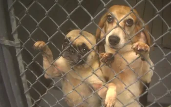 two dogs standing behind a chain-link fence