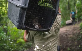 A coati peeks through their travel crate as their carried deeper into the Guatemalan jungle, where they will be released back into the wild
