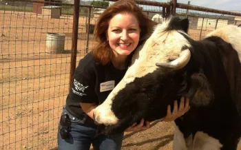 a person petting a cow