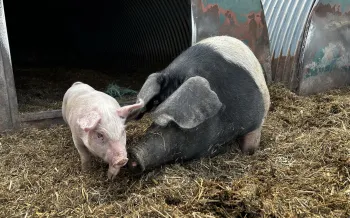 Pigs and cows on Helen Browning's organic (soil association accredited) farm