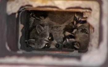A group of raccoons inside a chimney