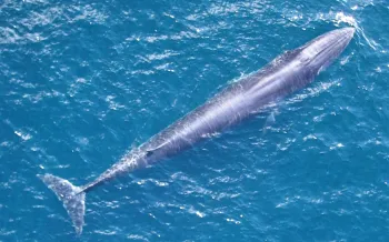 Rice’s whale (Balaenoptera ricei)