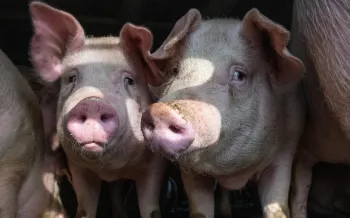 Several pigs standing closely together inside an enclosure