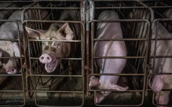 Four pigs confined in metal cages called gestation crates.