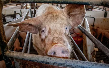 A sow stands in a narrow farrowing crate at an industrial pig farm. Her piglets walk around the tiny enclosure in the background.