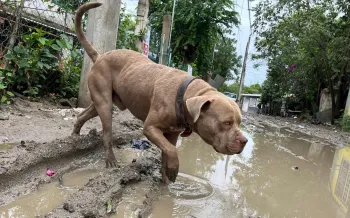 Response to Veracruz State after impacted by a severe flood