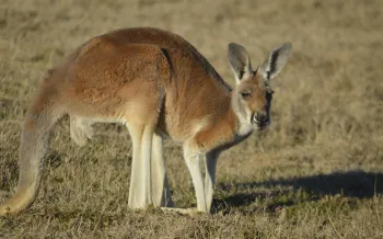Kangaroo standing in a field