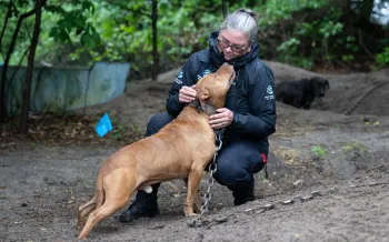 Person in a black rain jacket kneels in a muddy, wooded area with a large brown dog on a heavy chain.