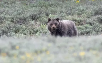 A grizzly bear stands in a field of low, gray-green shrubs and wildflowers. 