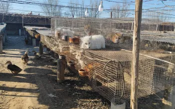  An outdoor farm area with rows of raised wire cages on concrete posts. Inside the cages are small animals