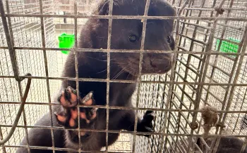 Mink fur farm in Dandong China November 2025