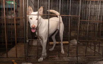 A white dog standing inside a metal cage.