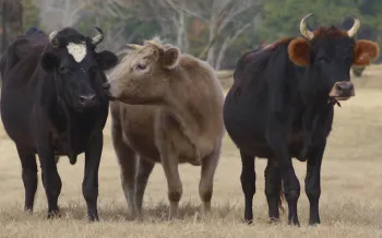 Cow kisses by S. Smith