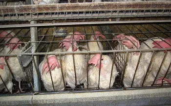 Hens confined to a battery cage in Iowa