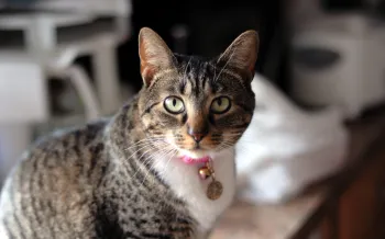 A tabby cat with a pink collar inside of a house