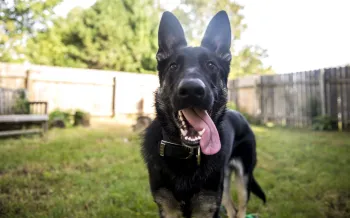 The image features a happy, black and tan German Shepherd standing in a fenced backyard.