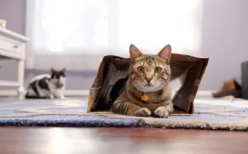 Cat sitting inside a paper bag looking towatd the camera.