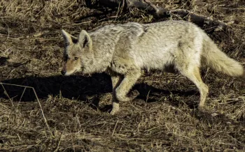 Coyote walking through a dry, brown field.