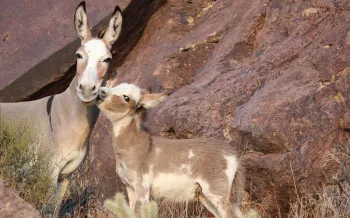 Two donkeys, an adult and a young one, nestled among large rocks in a desert landscape.