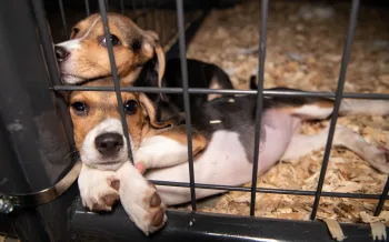 Dogs from 4K Beagles at Care and Rehab Center