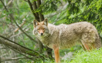 A coyote standing in the grass with a wooded area in the background. 