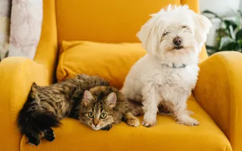 Small white dog and a tabby cat lounging on a chair together