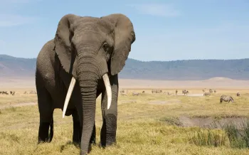 An elephant in a large field