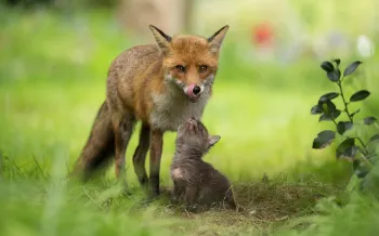 A very young fox cub looking up at its mother