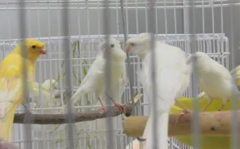 birds