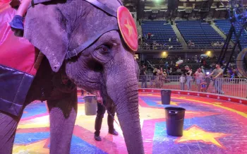 Carden circus elephants giving rides