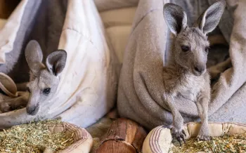 Two young kangaroos rest in cloth pouches beside bowls of hay.